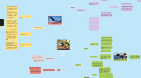 Mind Map: Autoecología del Cóndor Andino (Vultur gryphus)