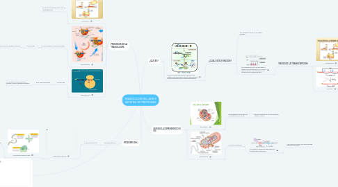 Mind Map: TRADUCCION DEL ADN Y SINTESIS DE PROTEINAS