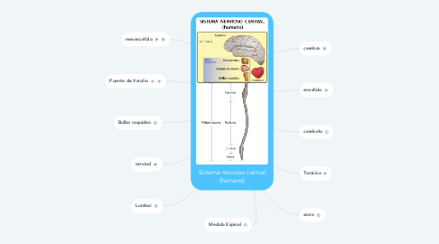 Mind Map: Sistema nervioso central (humano)