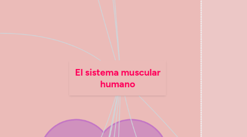 Mind Map: El sistema muscular humano