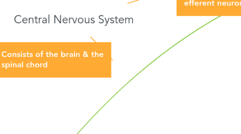 Mind Map: Central Nervous System