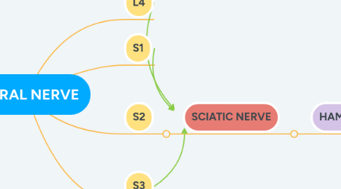 Mind Map: SACRAL NERVE