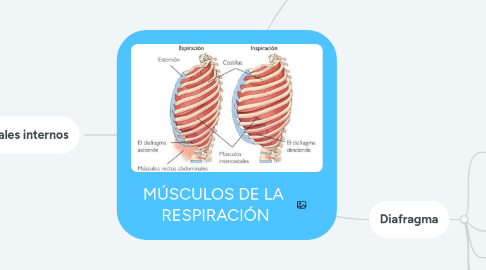 Mind Map: MÚSCULOS DE LA RESPIRACIÓN