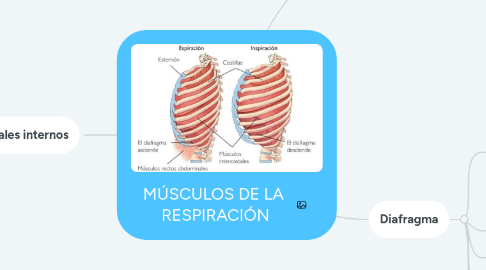 Mind Map: MÚSCULOS DE LA  RESPIRACIÓN