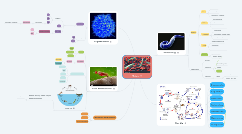 Mind Map: Malaria