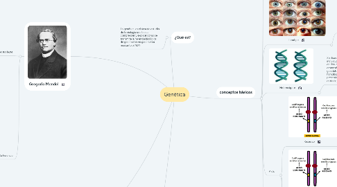 Mind Map: Genética