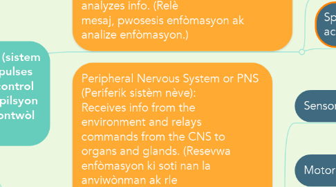 Mind Map: Nervous System (sistem neve): Detects impulses from the senses; control center. (Detekte enpilsyon  soti nan sans yo; kontwòl  sant)