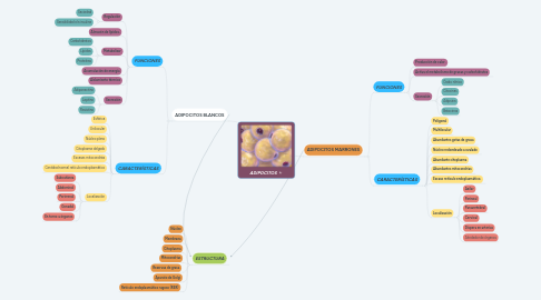 Mind Map: ADIPOCITOS