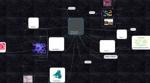 Mind Map: MORFOLOGÍA BACTERIANA