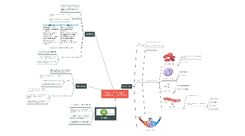 Mind Map: Chapter 10: Transport Systems in Living Things