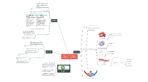 Mind Map: Chapter 10: Transport  Systems in Living Things