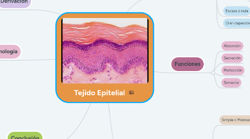 Mind Map: Tejido Epitelial