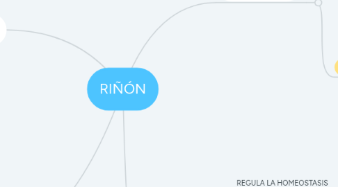 Mind Map: RIÑÓN