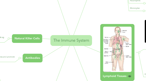 Mind Map: The Immune System