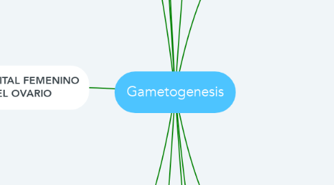 Mind Map: Gametogenesis