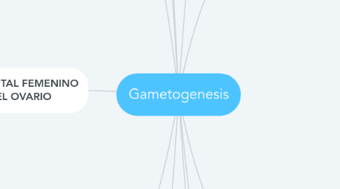 Mind Map: Gametogenesis