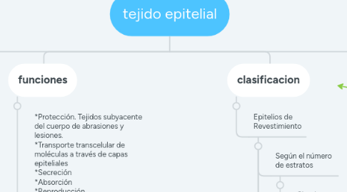 Mind Map: tejido epitelial