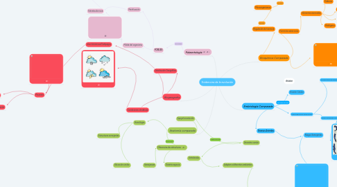 Mind Map: Evidencias de la evolución