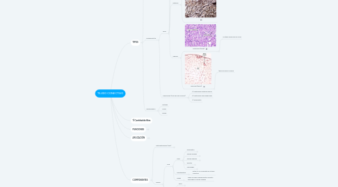 Mind Map: TEJIDO CONECTIVO