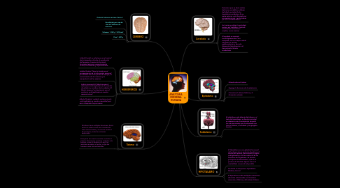 Mind Map: ANATOMIA CEREBRAL HUMANA