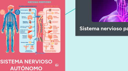 Mind Map: SISTEMA NERVIOSO AUTÓNOMO