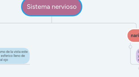 Mind Map: Sistema nervioso