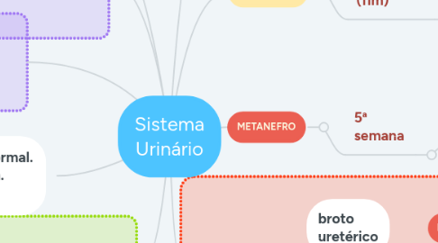 Mind Map: Sistema Urinário