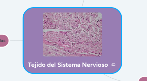 Mind Map: Tejido del Sistema Nervioso