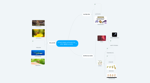 Mind Map: FUNCIONES VITALES DE LOS SERES VIVOS