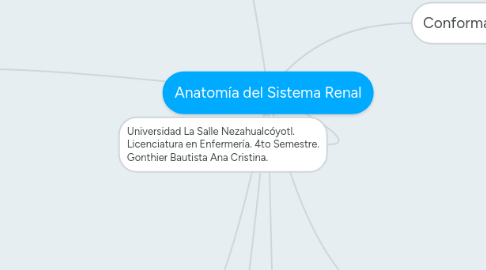 Mind Map: Anatomía del Sistema Renal