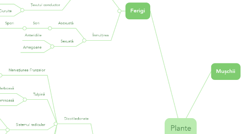 Mind Map: Plante