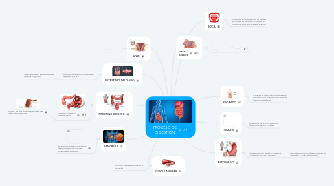 Mind Map: PROCESO DE DIGESTION