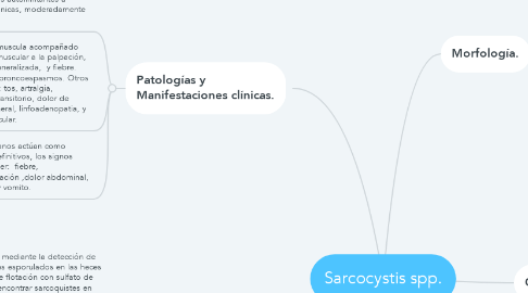 Mind Map: Sarcocystis spp.