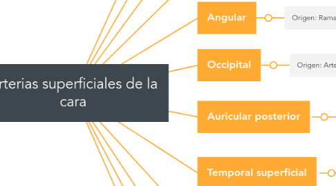 Mind Map: Arterias superficiales de la cara
