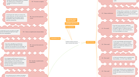 Mind Map: ETAPAS FENOLOGICAS DEL CULTIVO DE SOJA