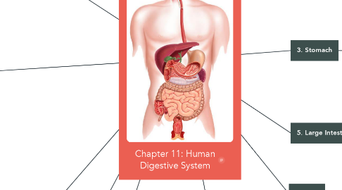 Mind Map: Chapter 11: Human Digestive System