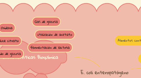 Mind Map: E. coli enteropatógeno