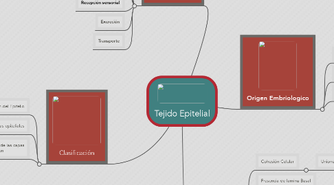 Mind Map: Tejido Epitelial