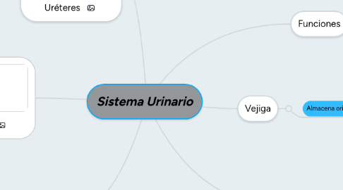 Mind Map: Sistema Urinario