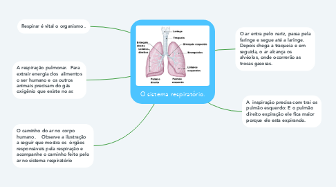 Mind Map: O sistema respiratório.