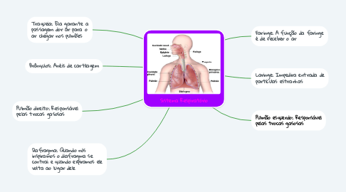 Mind Map: Sistema Respiratório