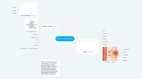 Mind Map: Sistema Inmunológico