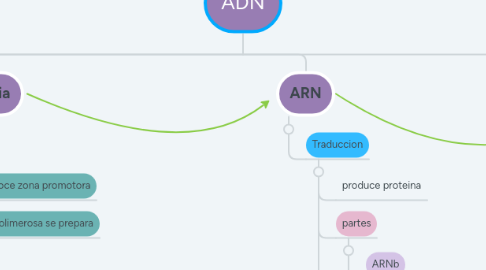 Mind Map: ADN