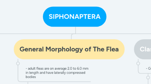 Mind Map: SIPHONAPTERA