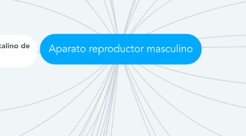 Mind Map: Aparato reproductor masculino