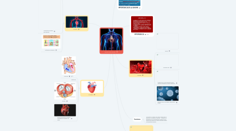 Mind Map: SISTEMA CIRCULATORIO