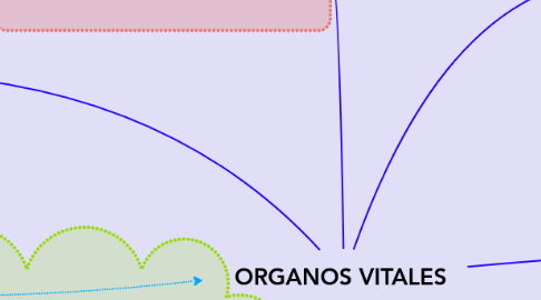 Mind Map: ORGANOS VITALES