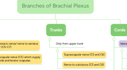 Mind Map: Branches of Brachial Plexus