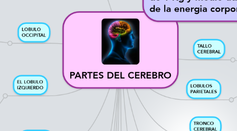 Mind Map: PARTES DEL CEREBRO