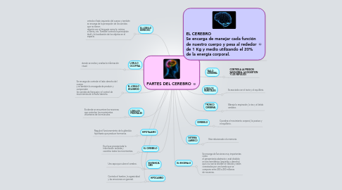 Mind Map: PARTES DEL CEREBRO